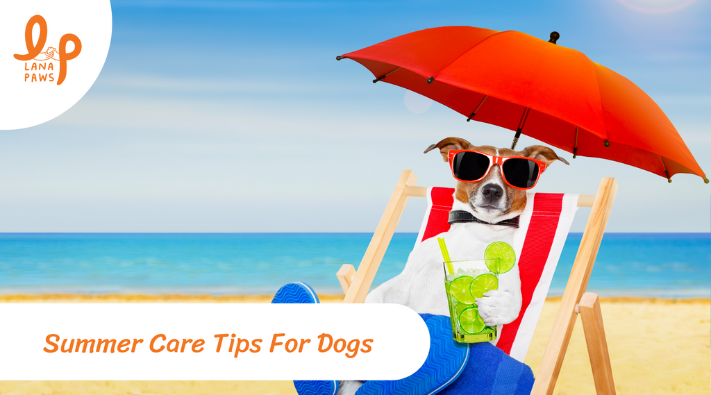 summer care tips for dogs Lana Paws Blog