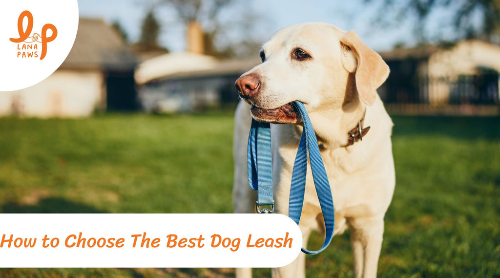 how to choose the best leash for your dog
