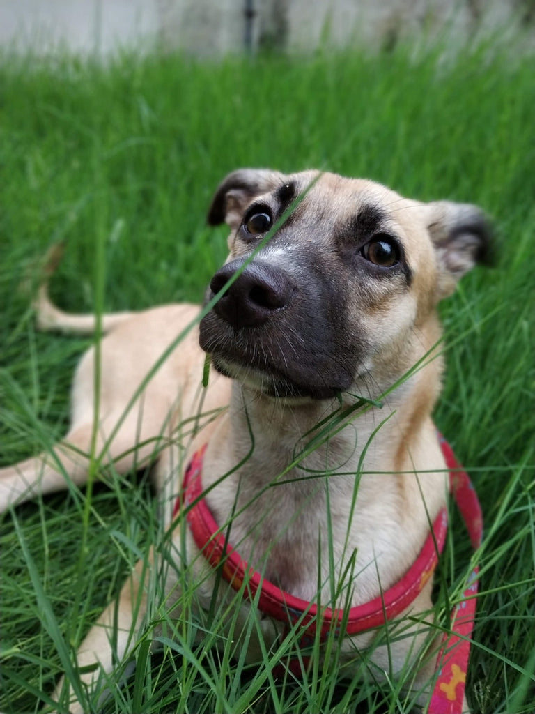 Lana Paws dog love letter