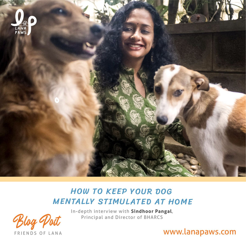 Lana Paws blog on how to mentally stimulate your dog at home