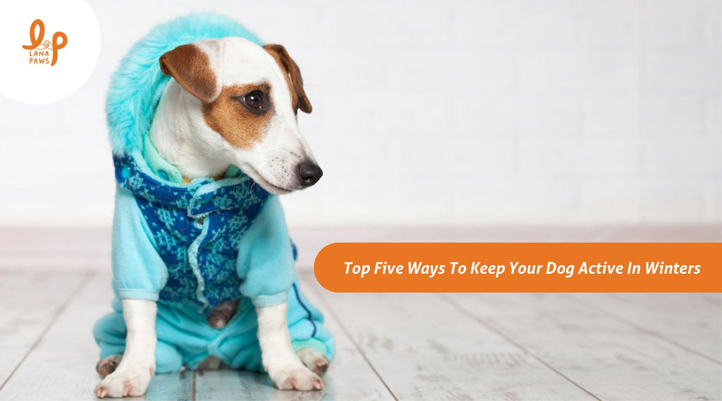Why Do Dogs Sleep More In Winter? Top Five Ways to Keep Your Dog Active!
