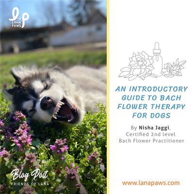 Lana Paws blog on bach flower remedies for dogs
