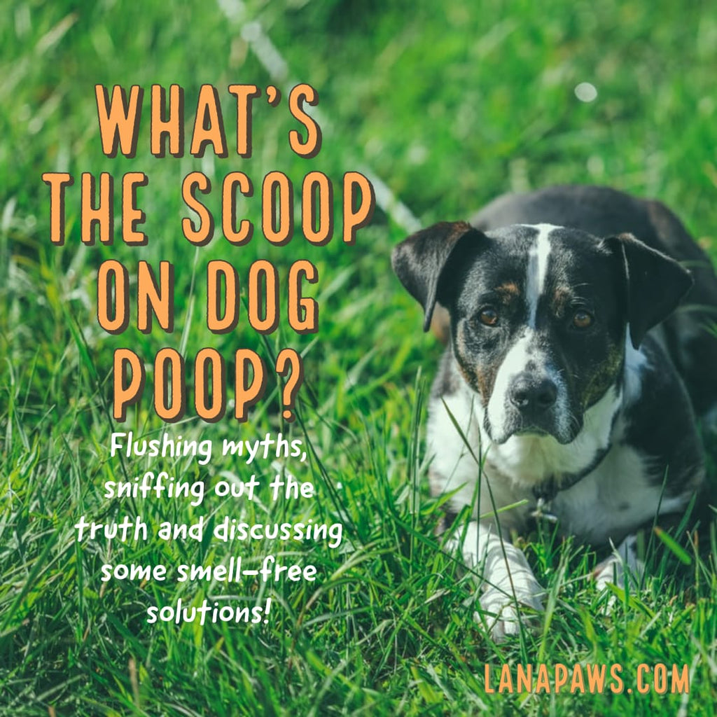 why you must pick up your dog's poop/ shit