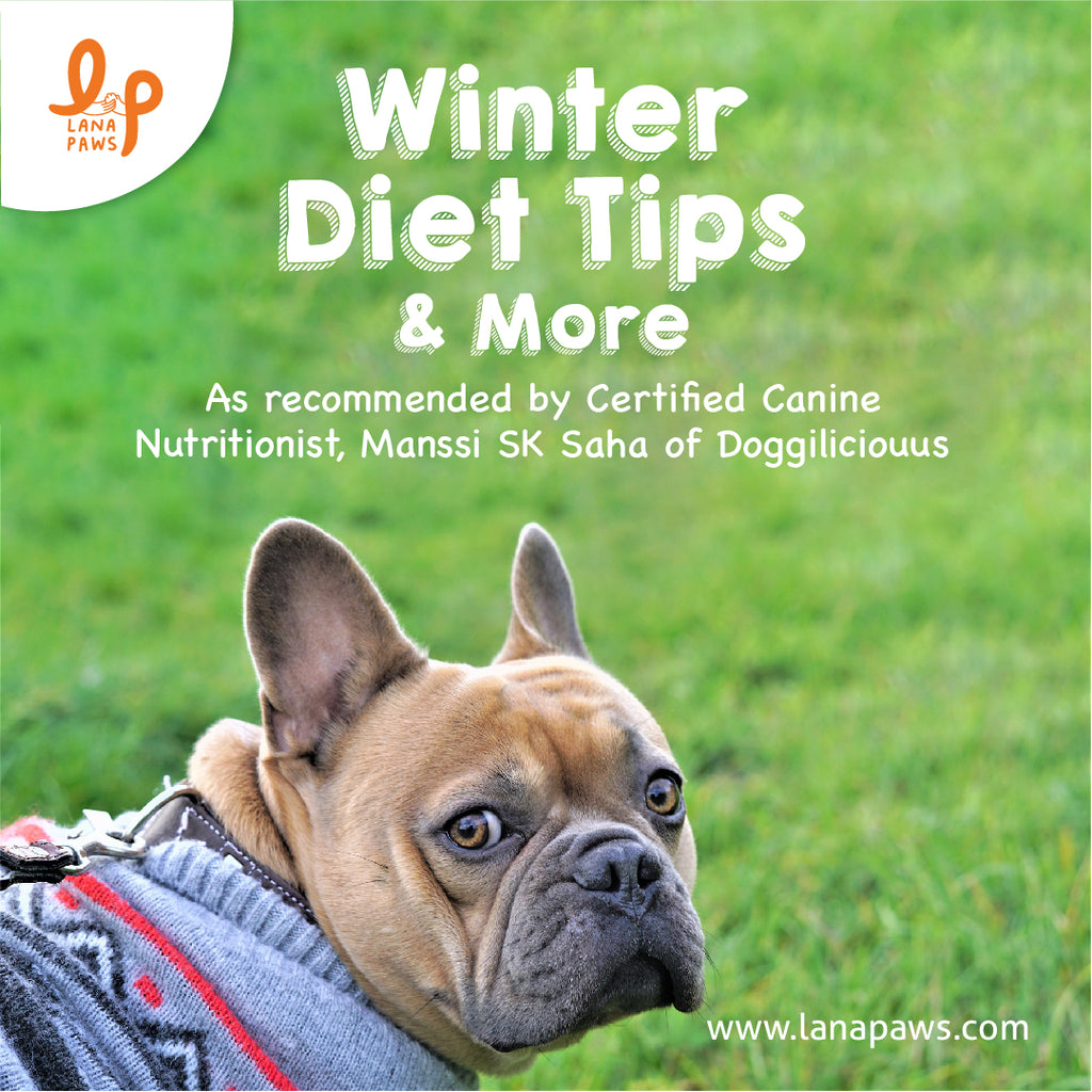 Winter diet tips for dogs