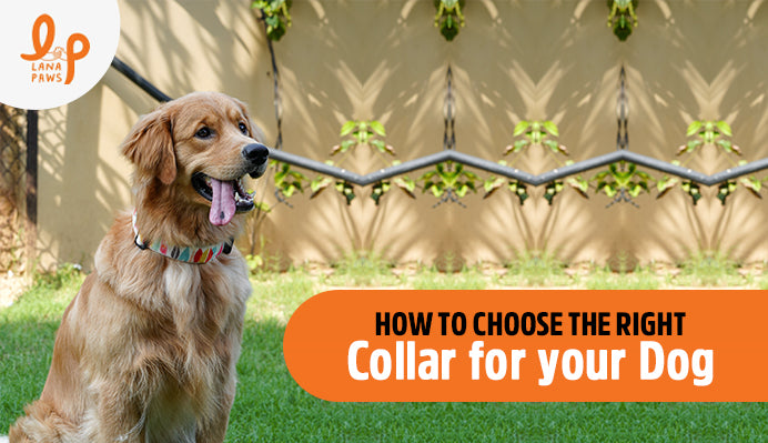 How to Choose the Right Collar for your Dog