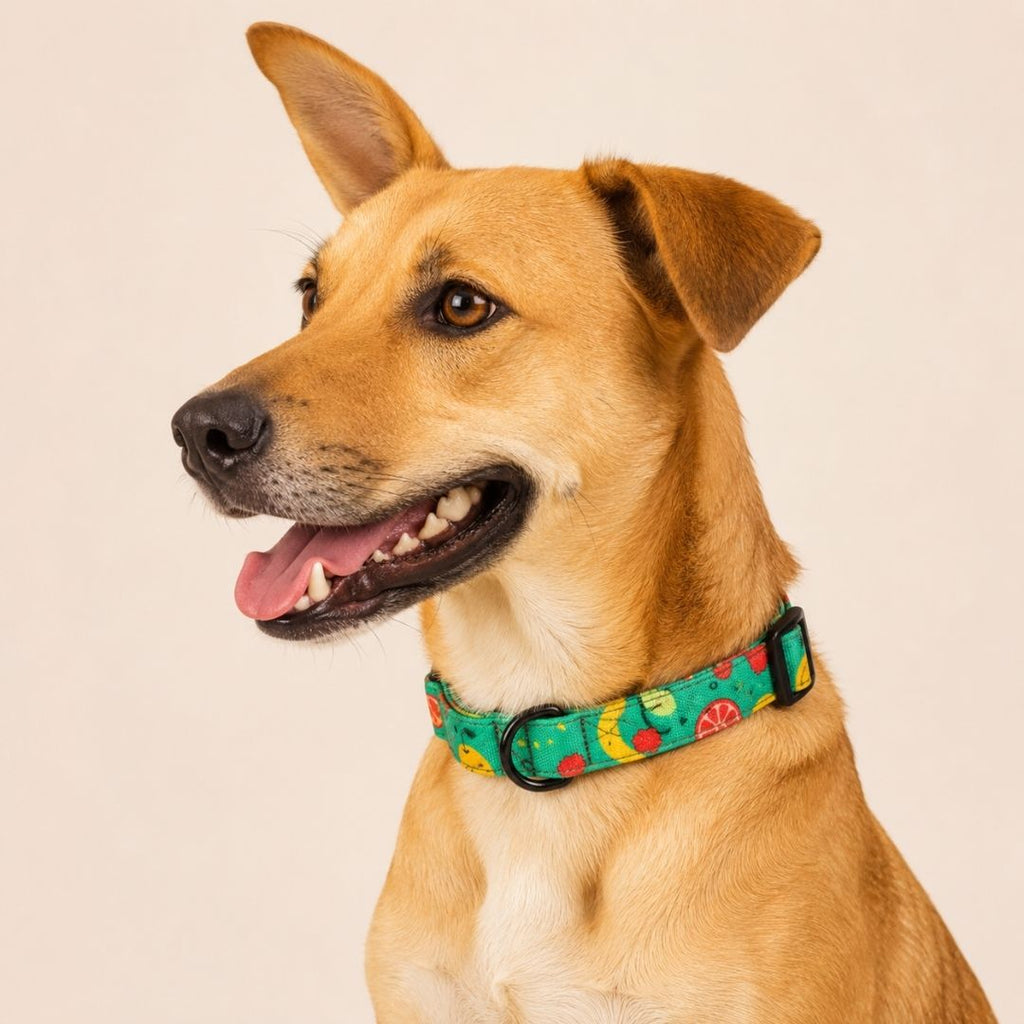 Dog Collar Neck Belt - Fruity Floof