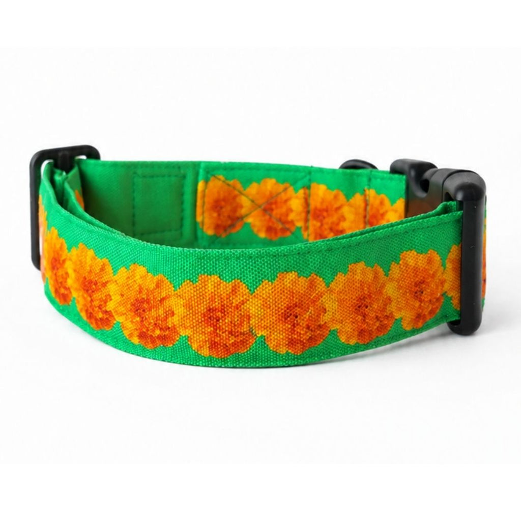best dog collars india 