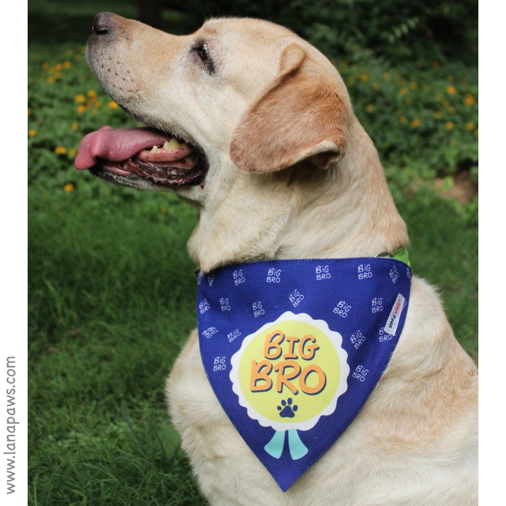 Big brother dog bandana clearance