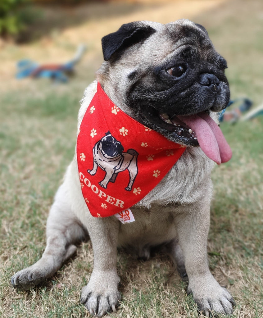 Harvard Dog Bandana – The Harvard Shop, 44% OFF