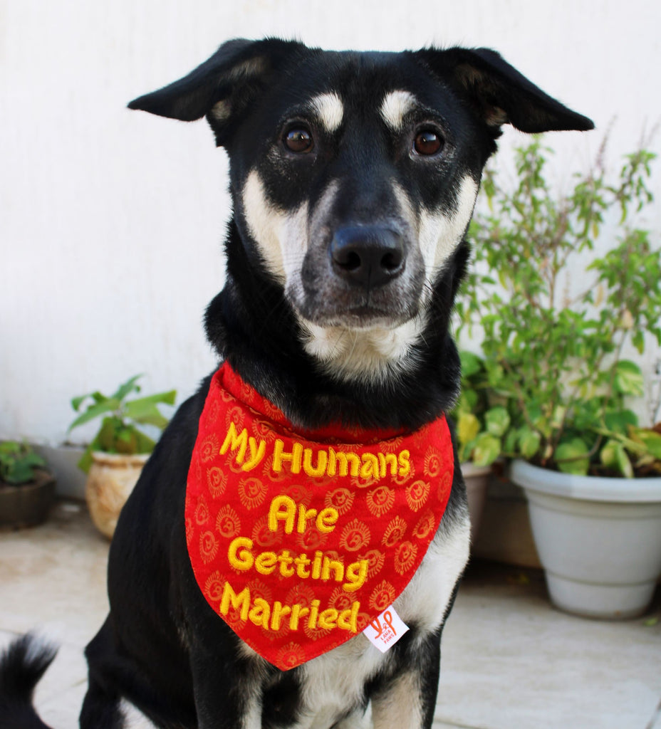 dog grooming personalized dog bandanas wholesale