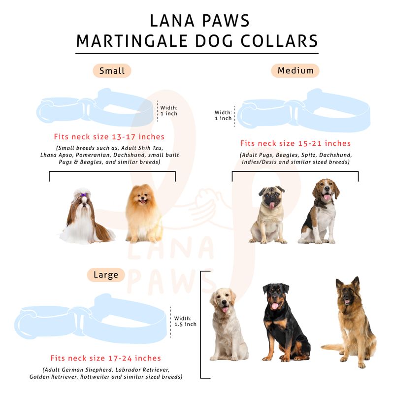 Pomeranian 2024 collar size