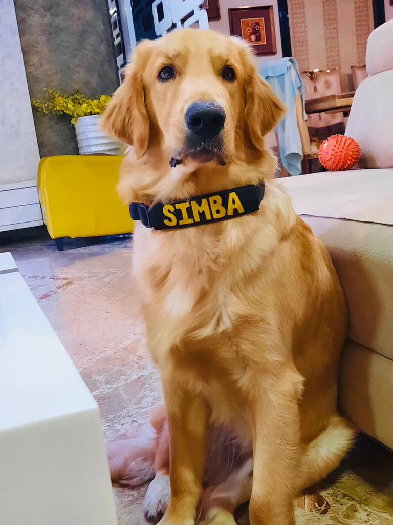 Personalised dog best sale collar india