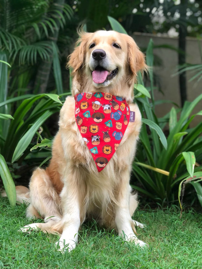 Dog paw discount scarf