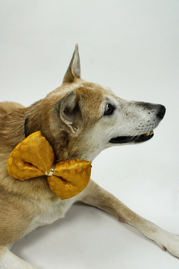 yellow bow tie for dogs