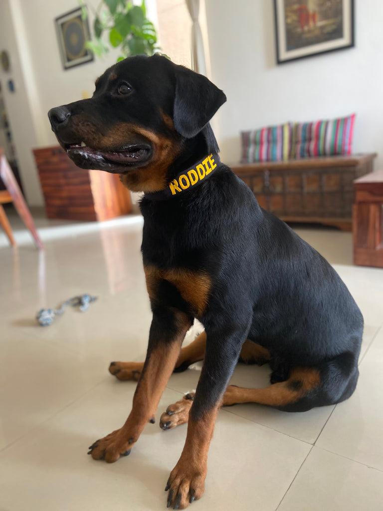 Buy Comfortable Durable Fabric Dog Collars l Lana Paws - Main Image