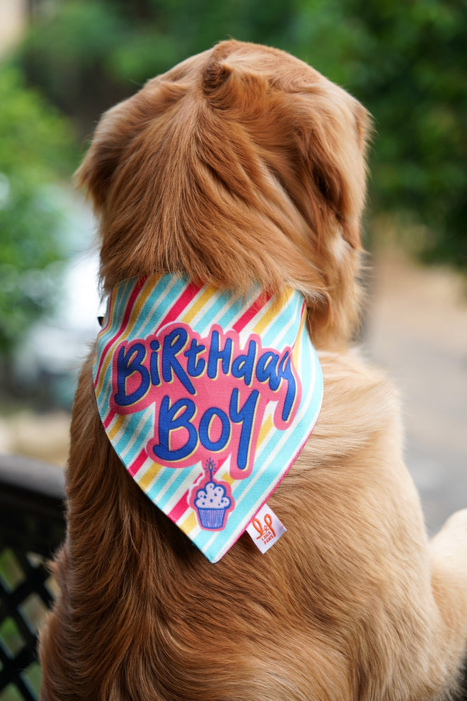 Birthday boy shop dog bandana